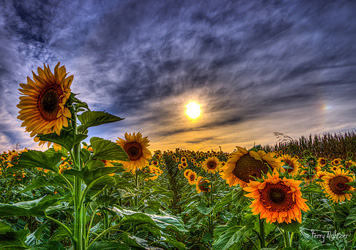 Sunset Sundog As Sunflowers Look East By Terry Aldhizer